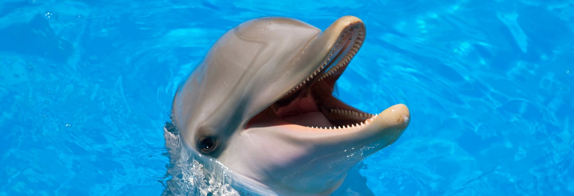 Happiness Is - Dolphin Island Singapore