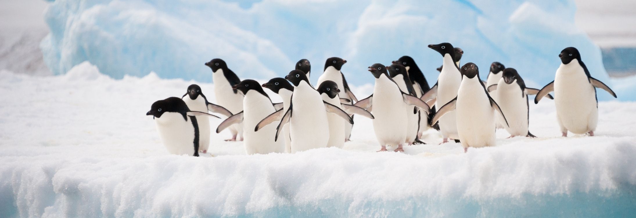 Penguins