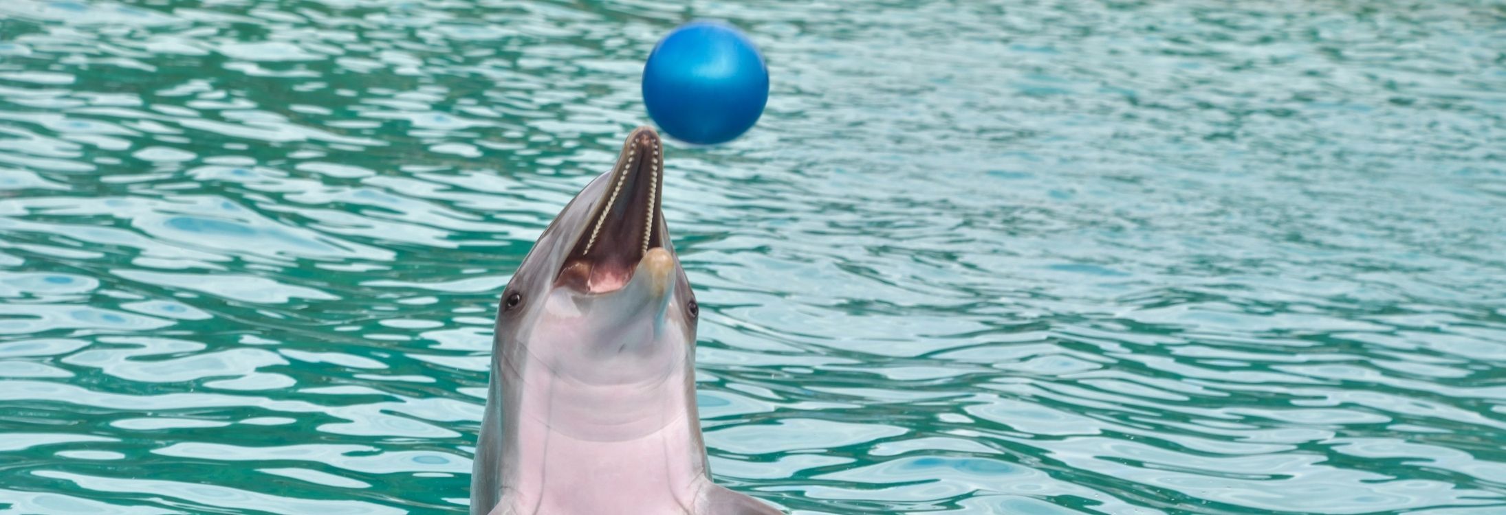 Dolphin