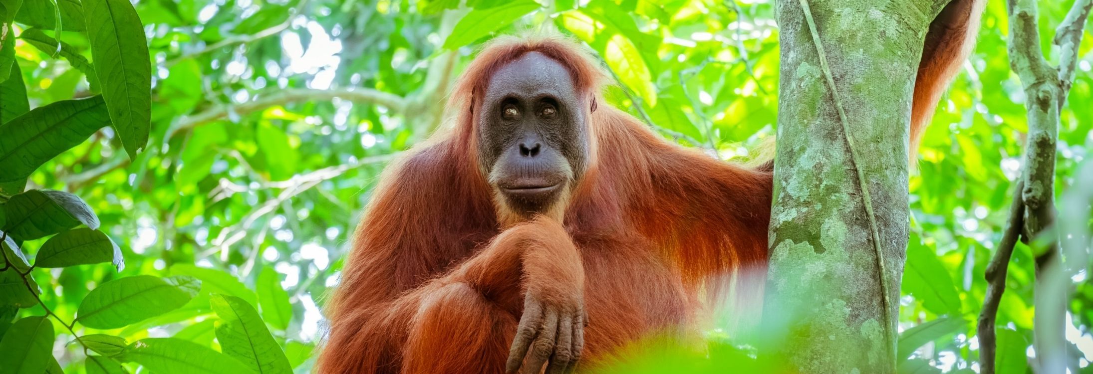 Man of the Forest’