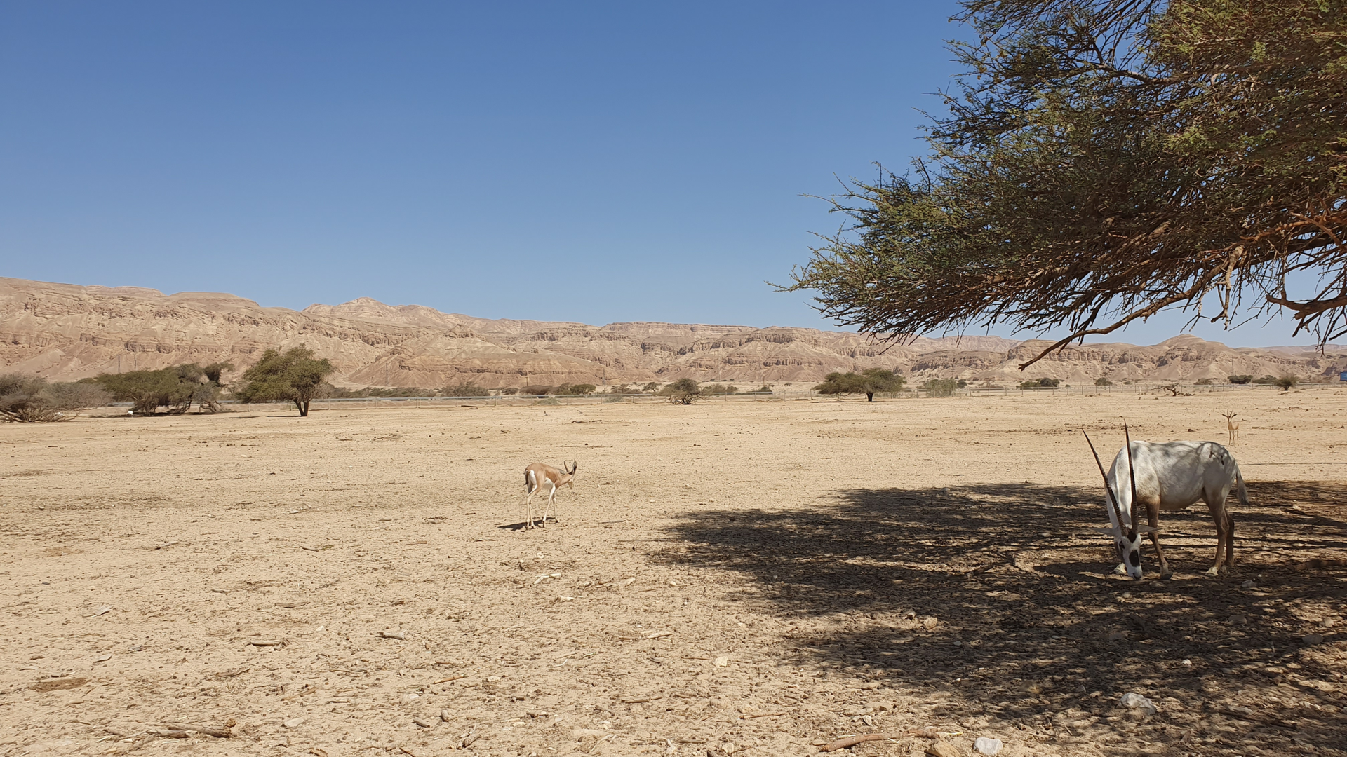 Acacia Forest