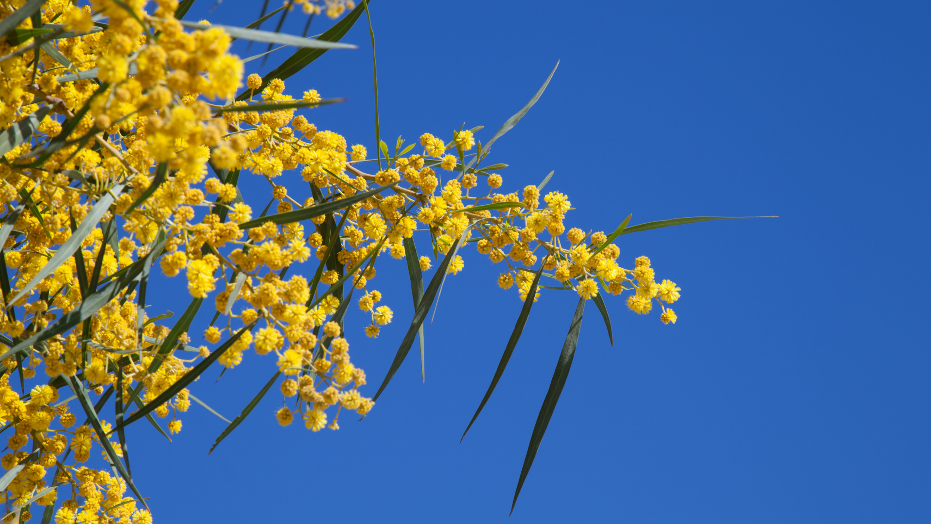 Acacia Pycnantha