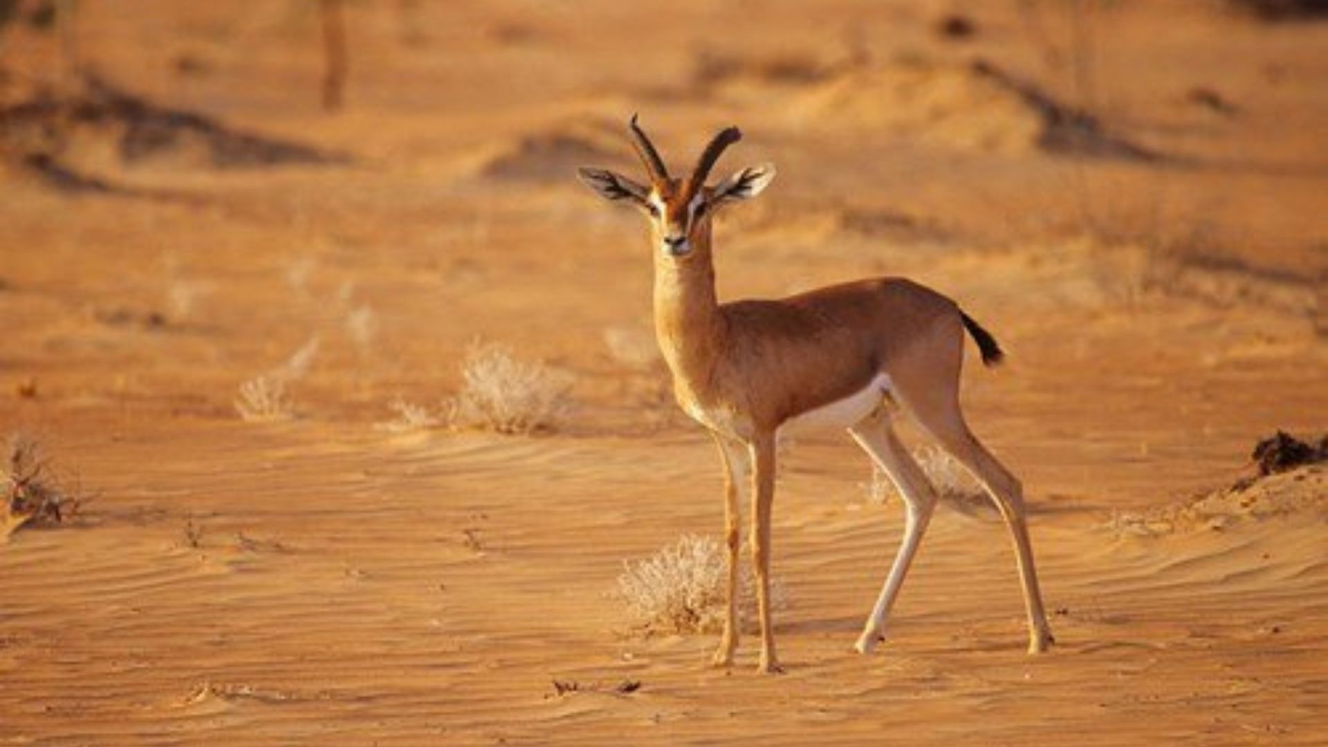 Al Hefaiyah Mountain Conservation centre