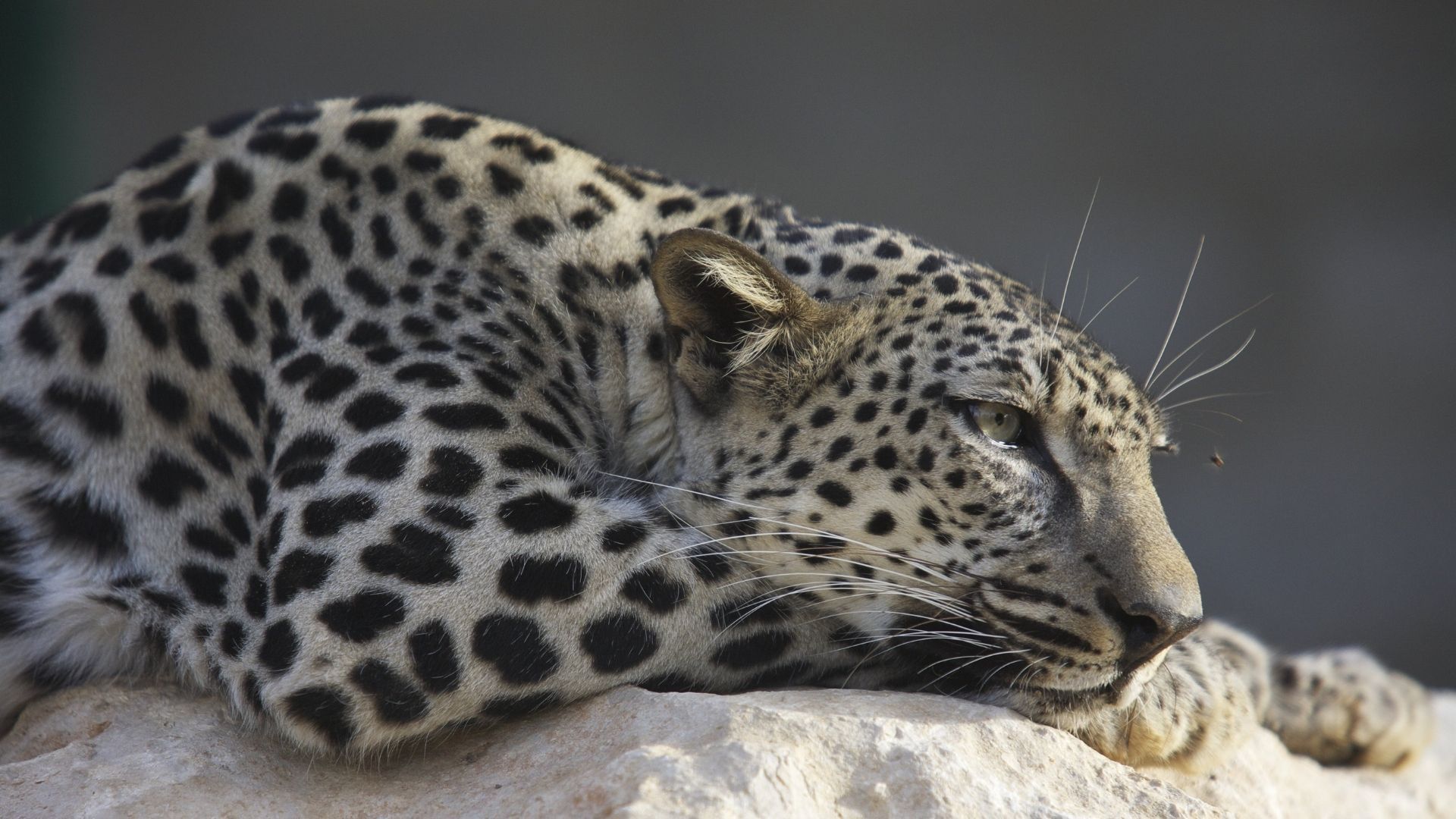 Arabia's Wildlife Centre