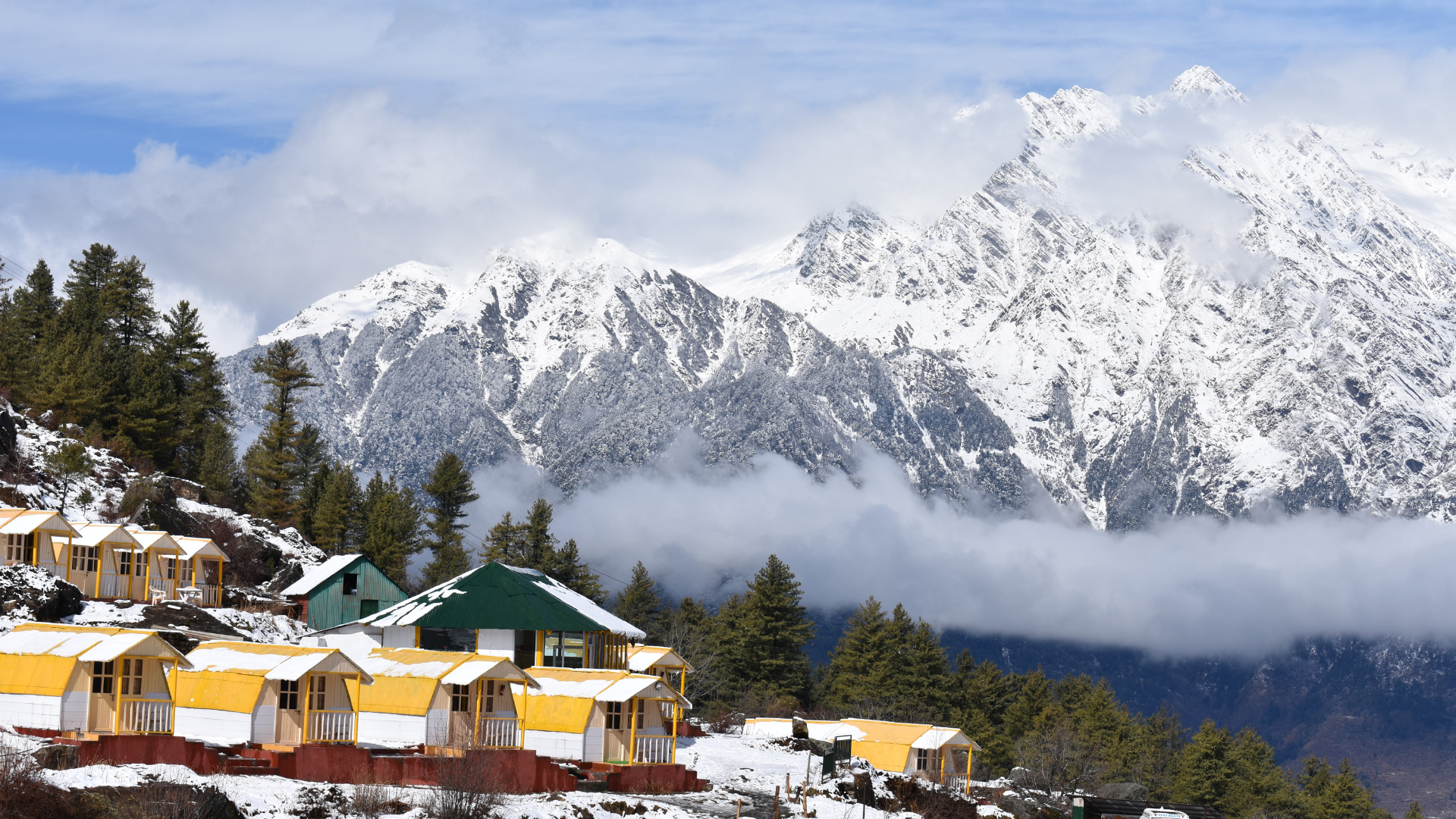 Auli