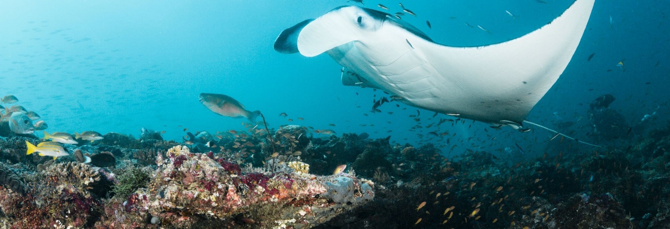 Banana Reef in Maldives