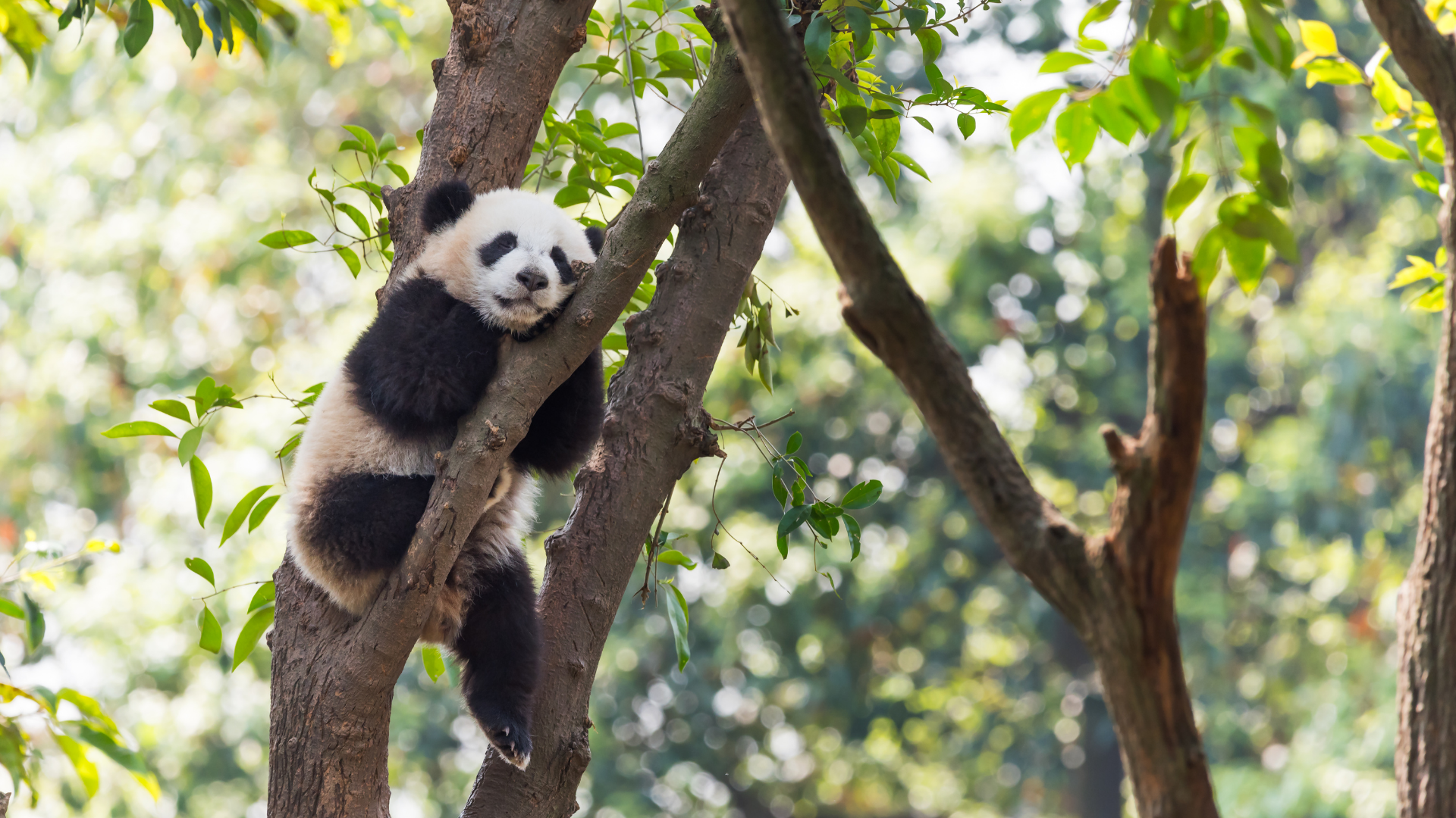 5 Places to spot a Panda