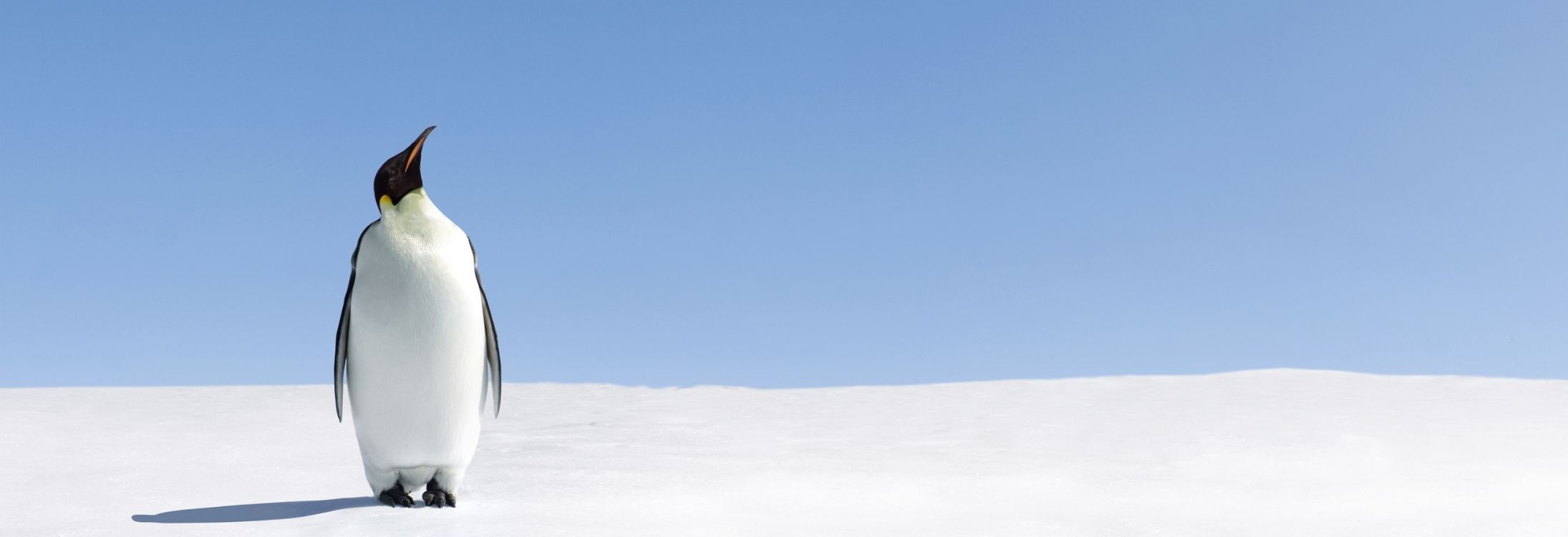 5 Places other than Antarctica to spot a penguin