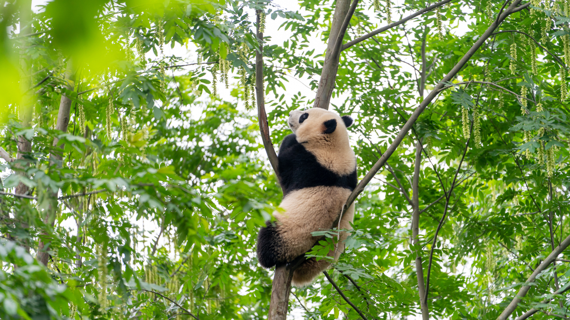 Bifengxia Giant Panda Base