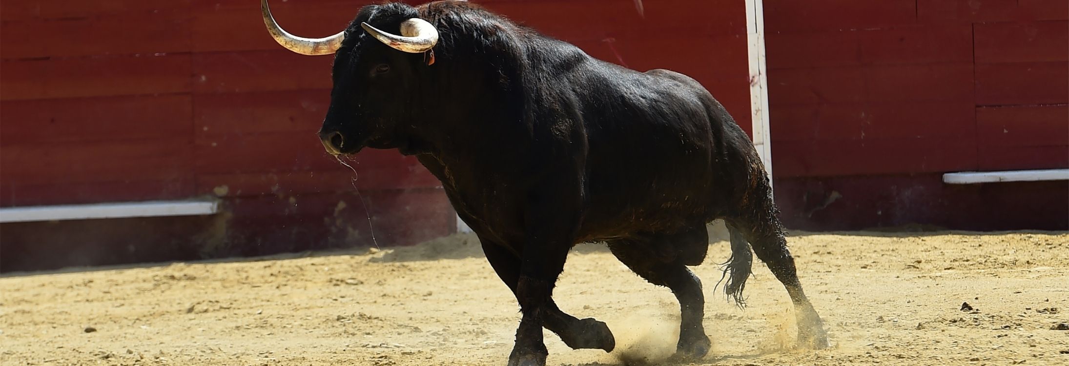 Bullfight