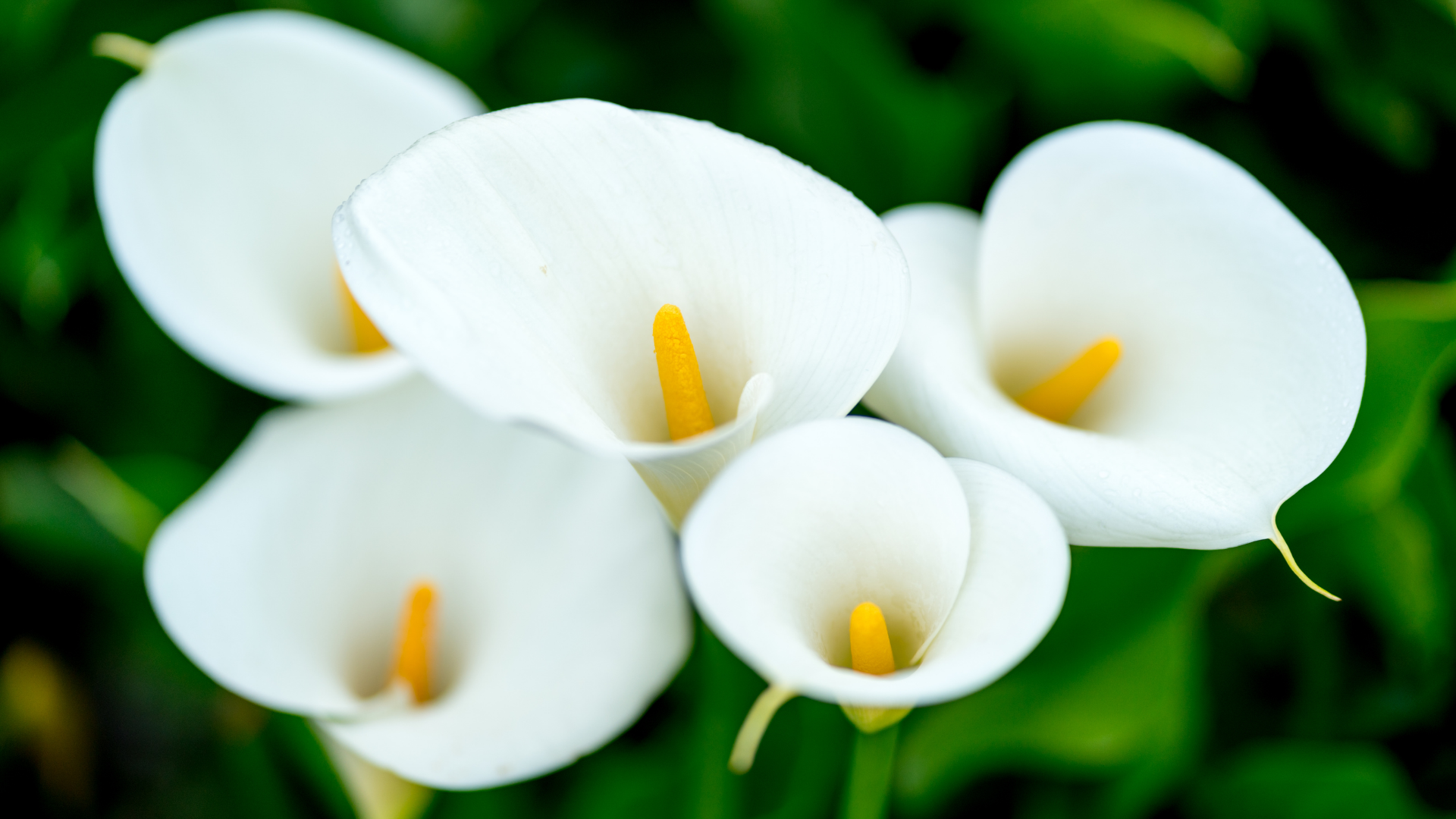 Calla Lily
