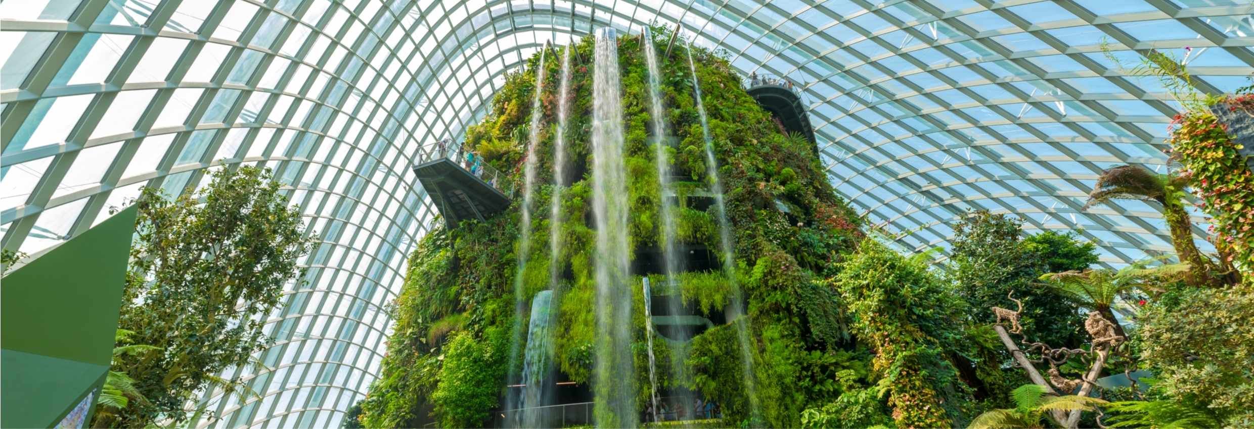 Cloud forest