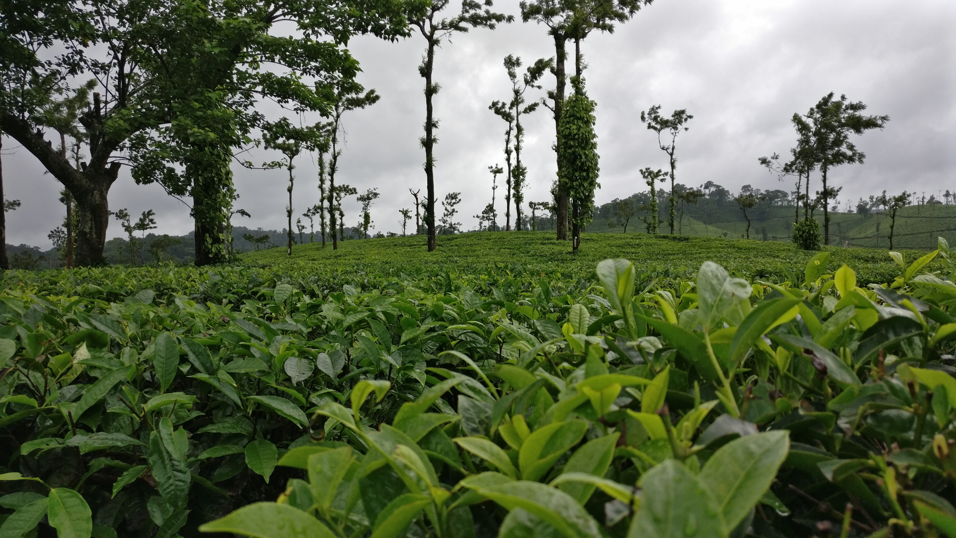 5. Coorg, Karnataka