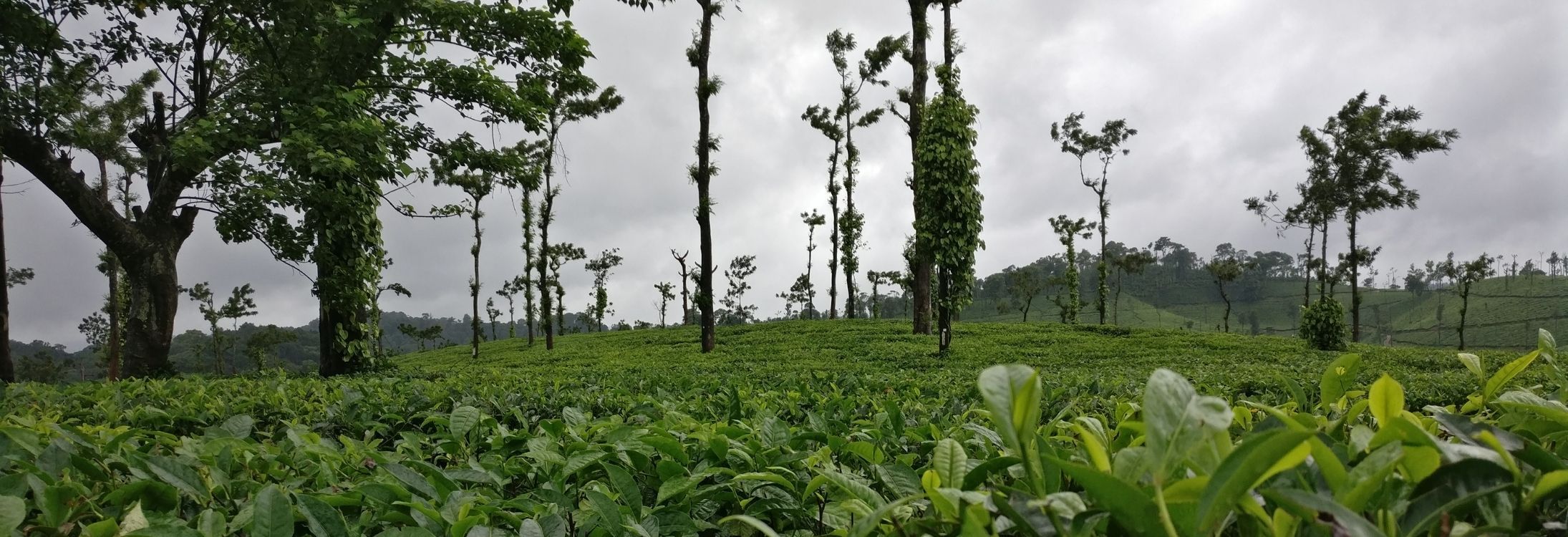 Coorg