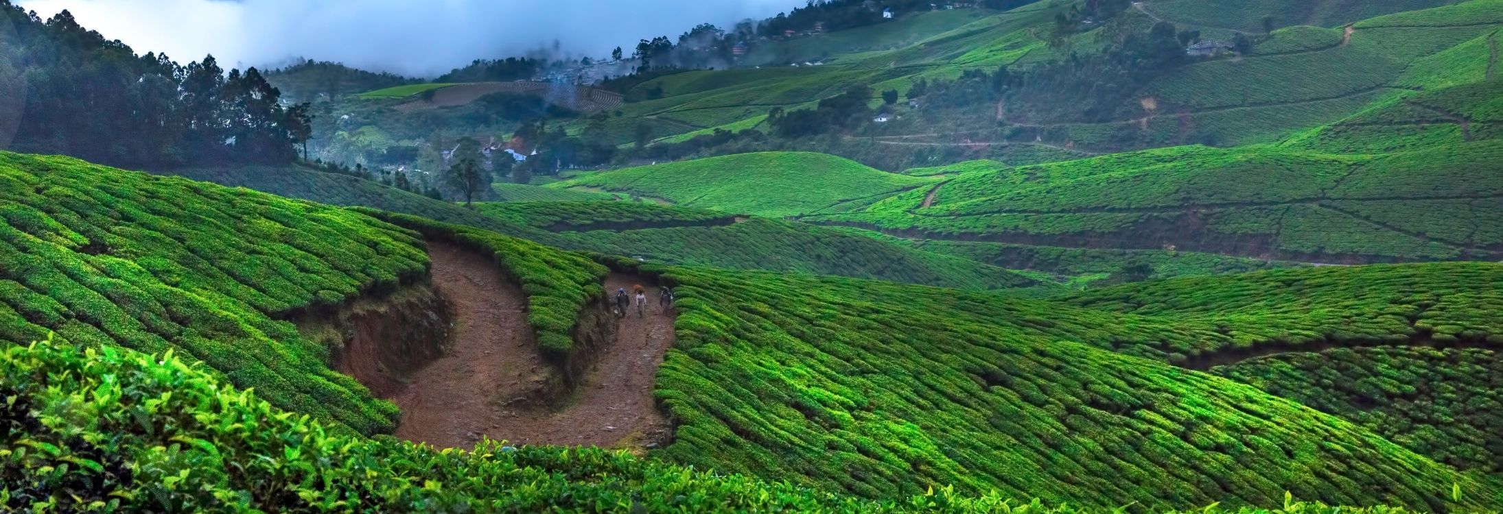 Coorg to Munnar