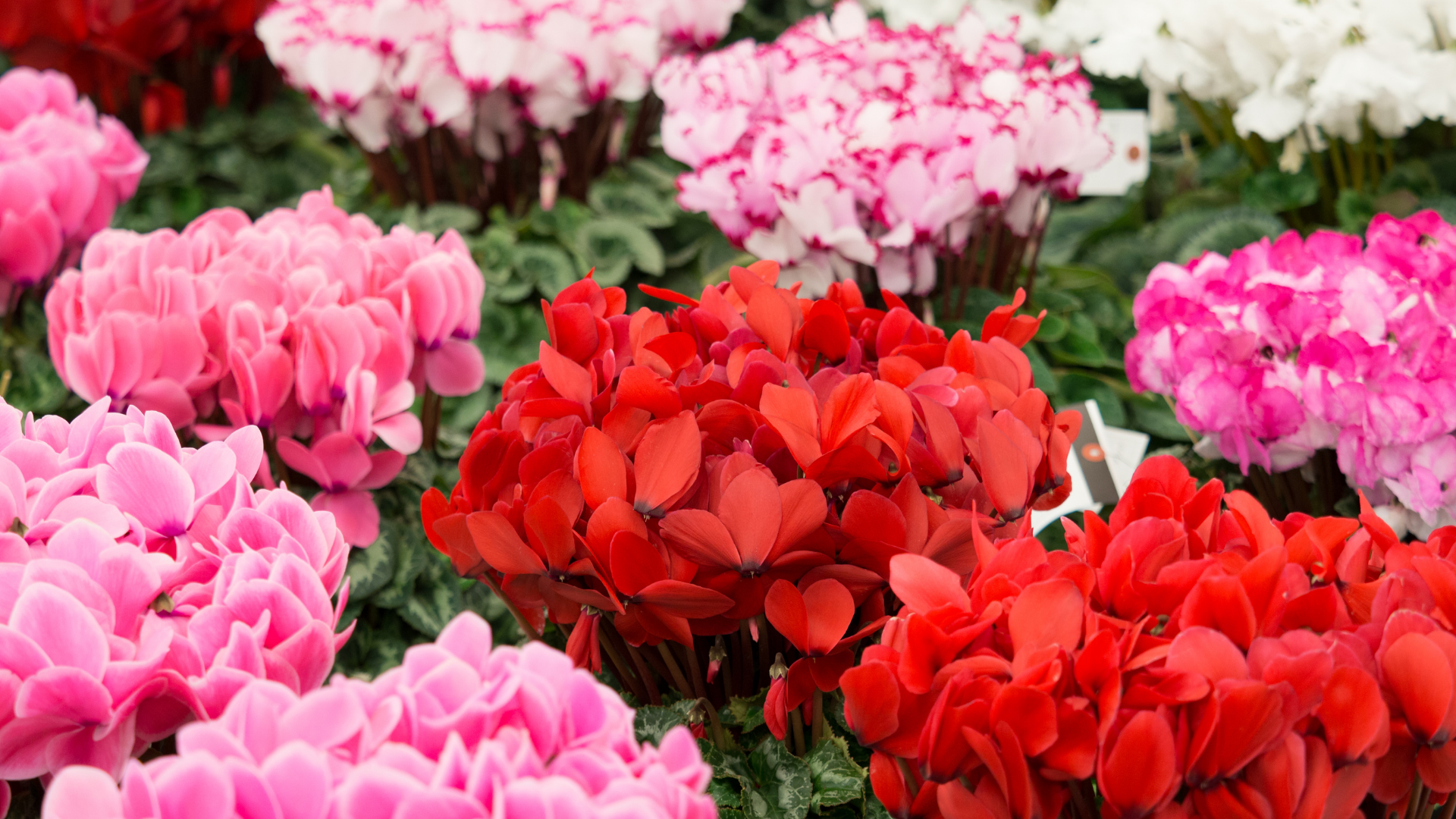 Cyclamen