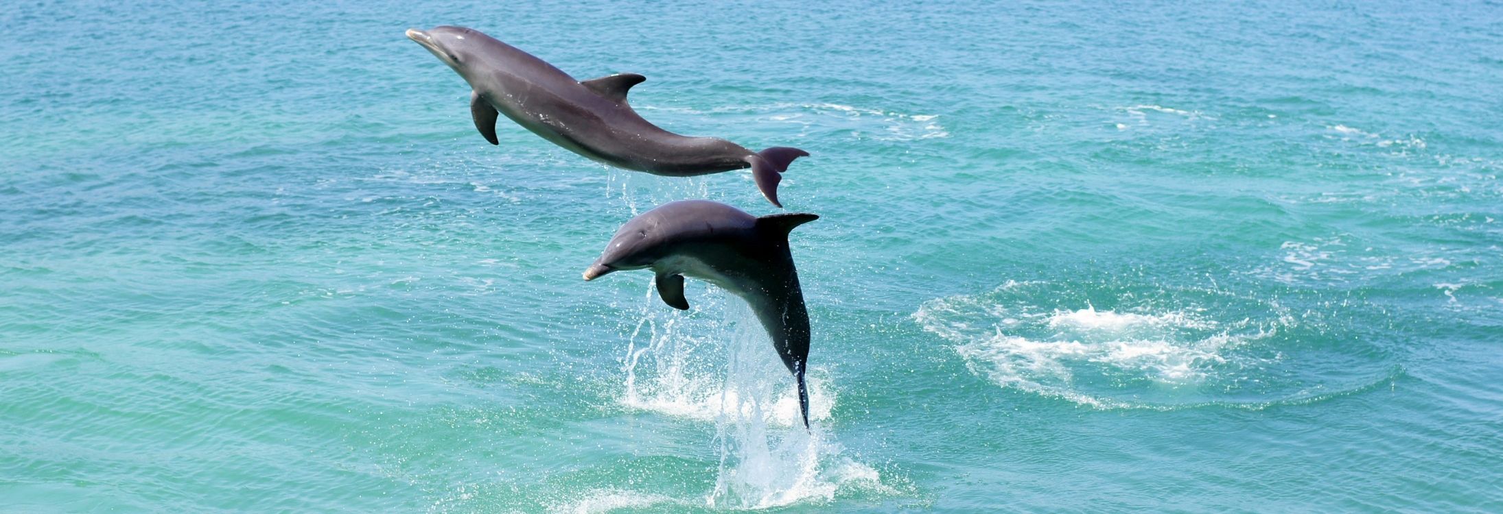 Dubai Dolphinarium