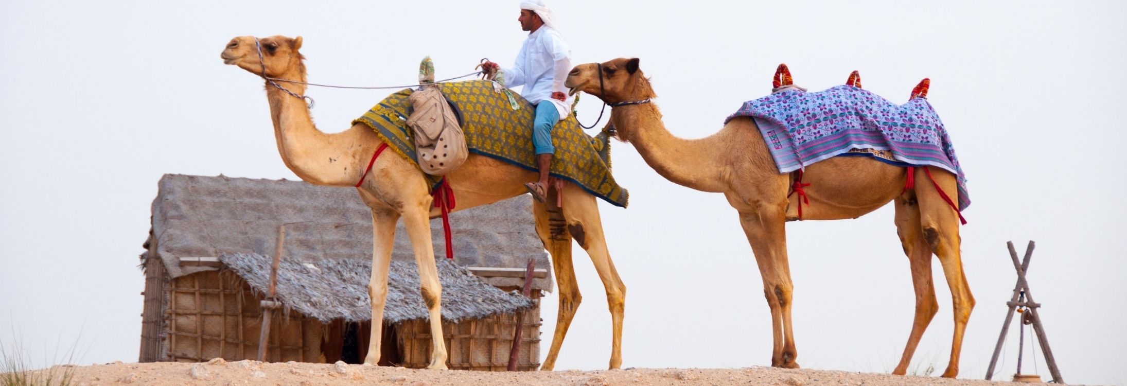 Ship of the desert