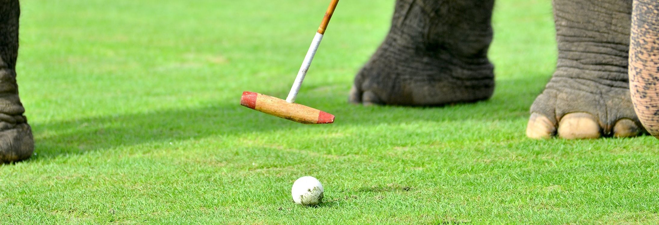 Elephant Polo