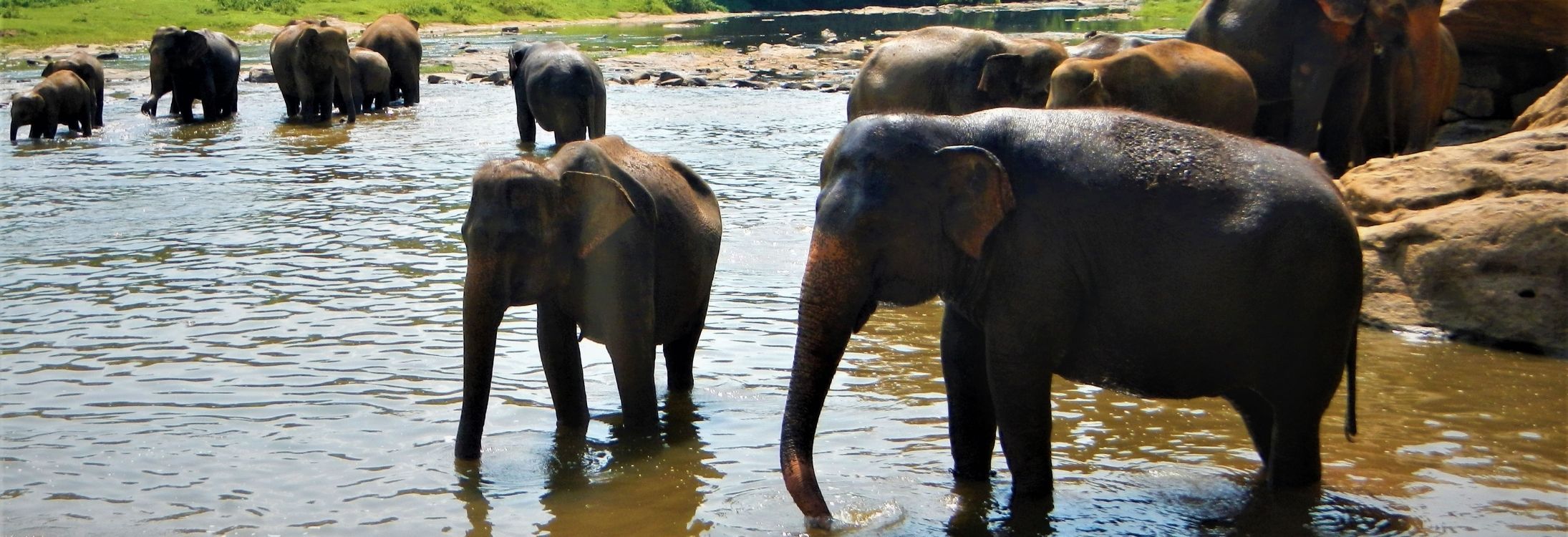 Elephants
