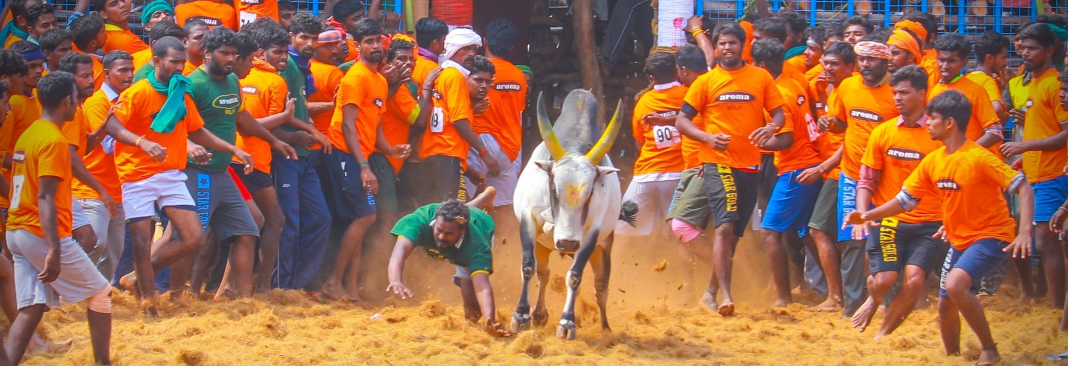 Jallikattu