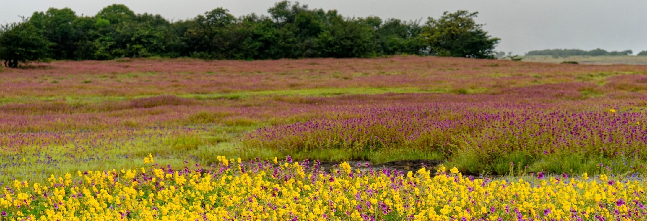 Kaas Plateau