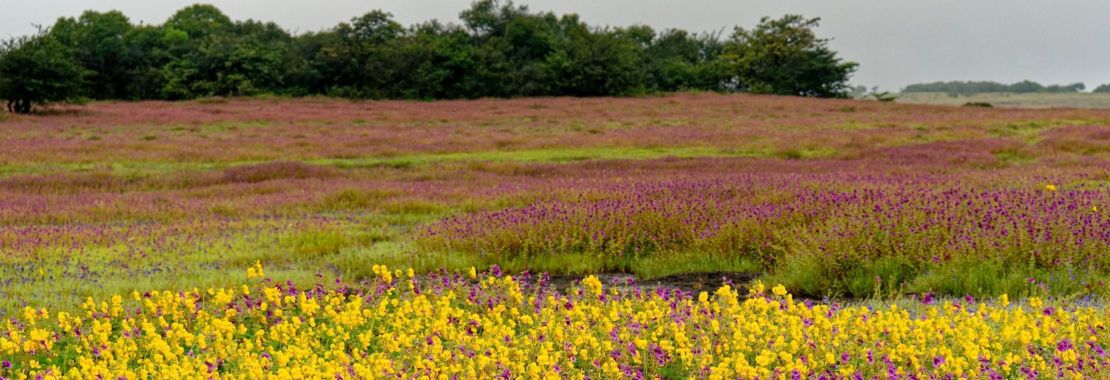 Kaas plateau, Maharashtra