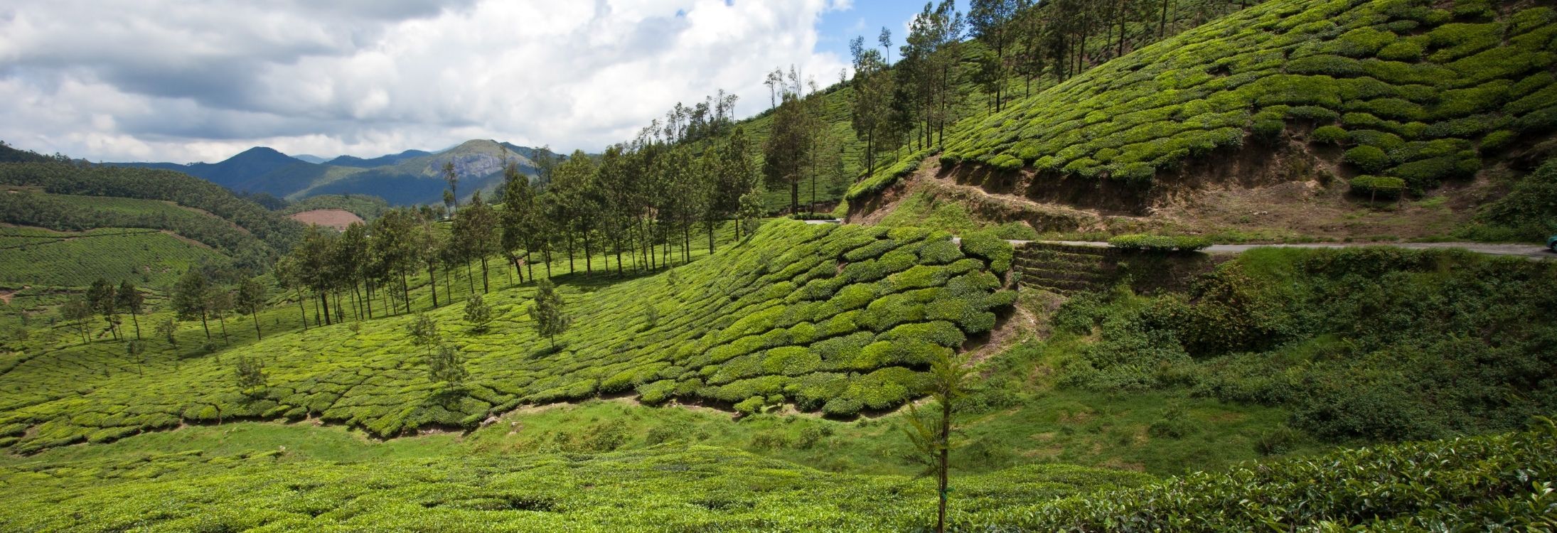Kadamane Tea Estate