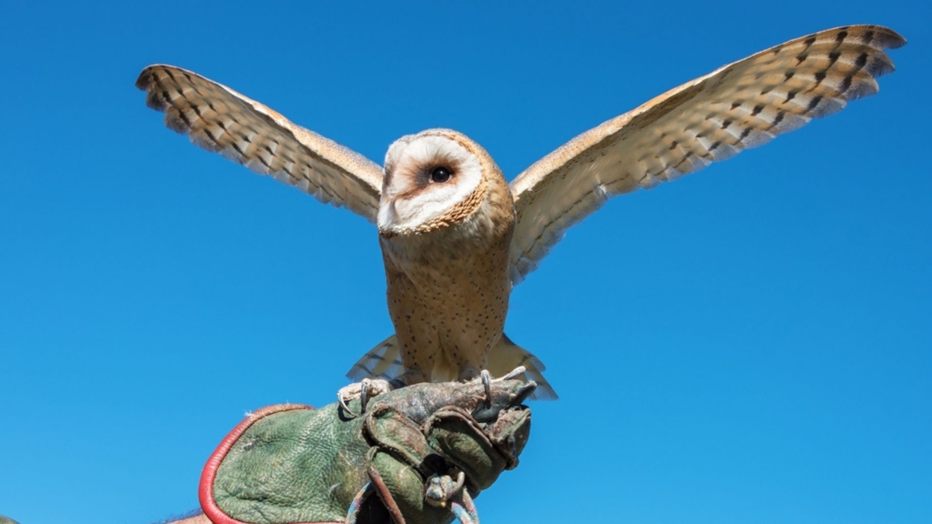 Kalba Bird of Prey Centre