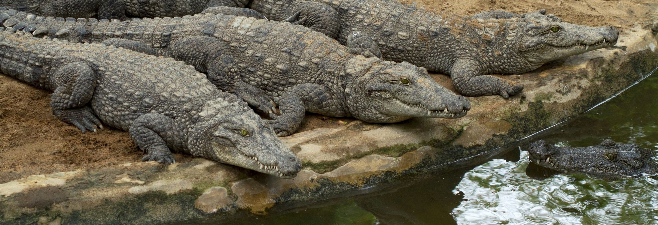 Madras Crocodile Bank