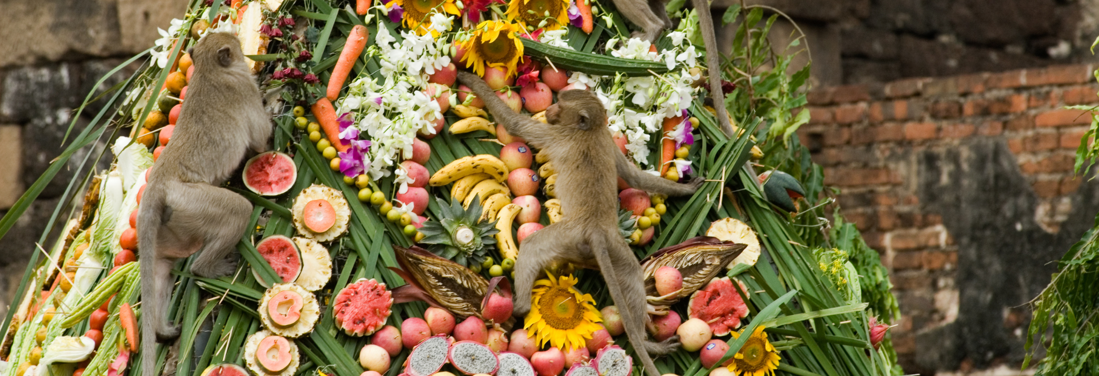 Monkey Buffet Festival