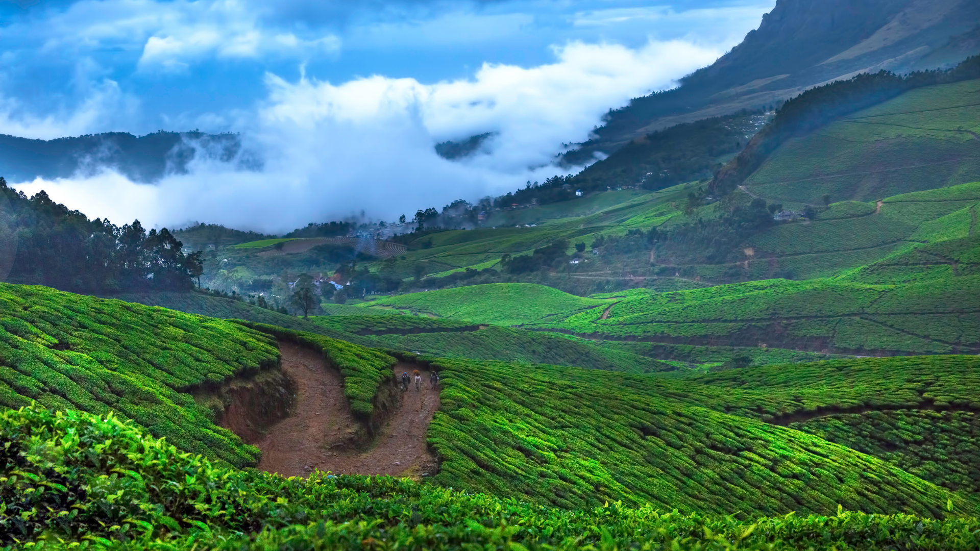 12. Munnar, Kerala