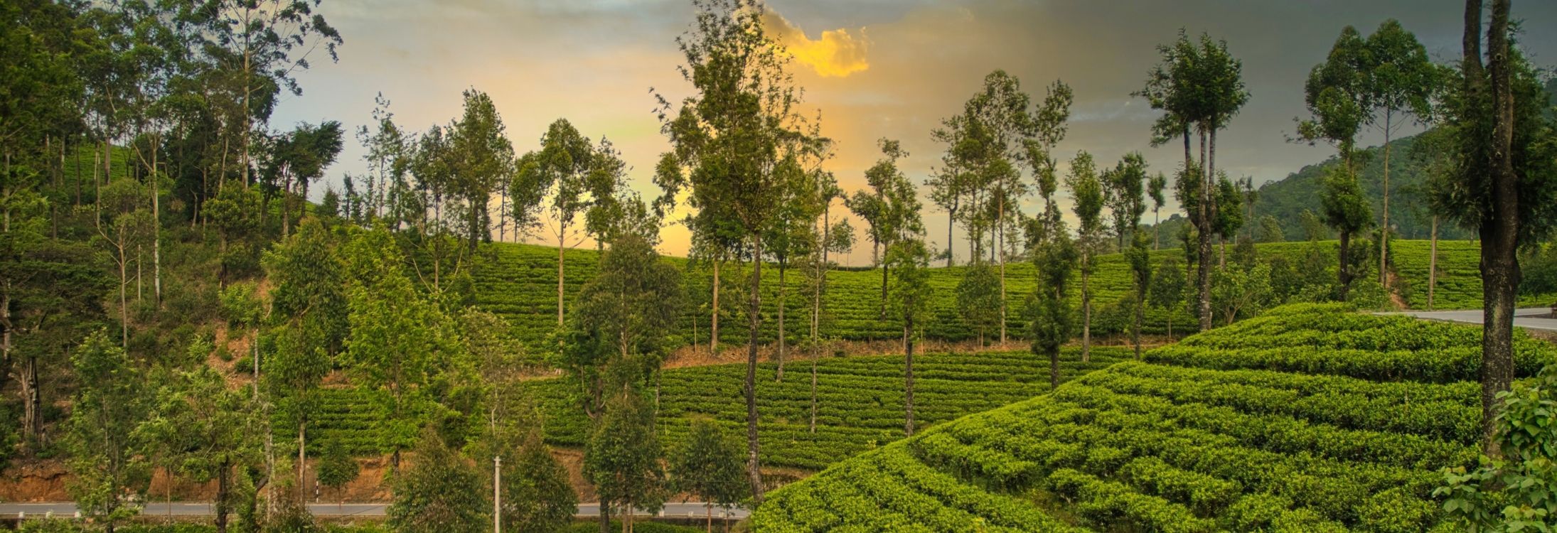 Nuwara Eliya