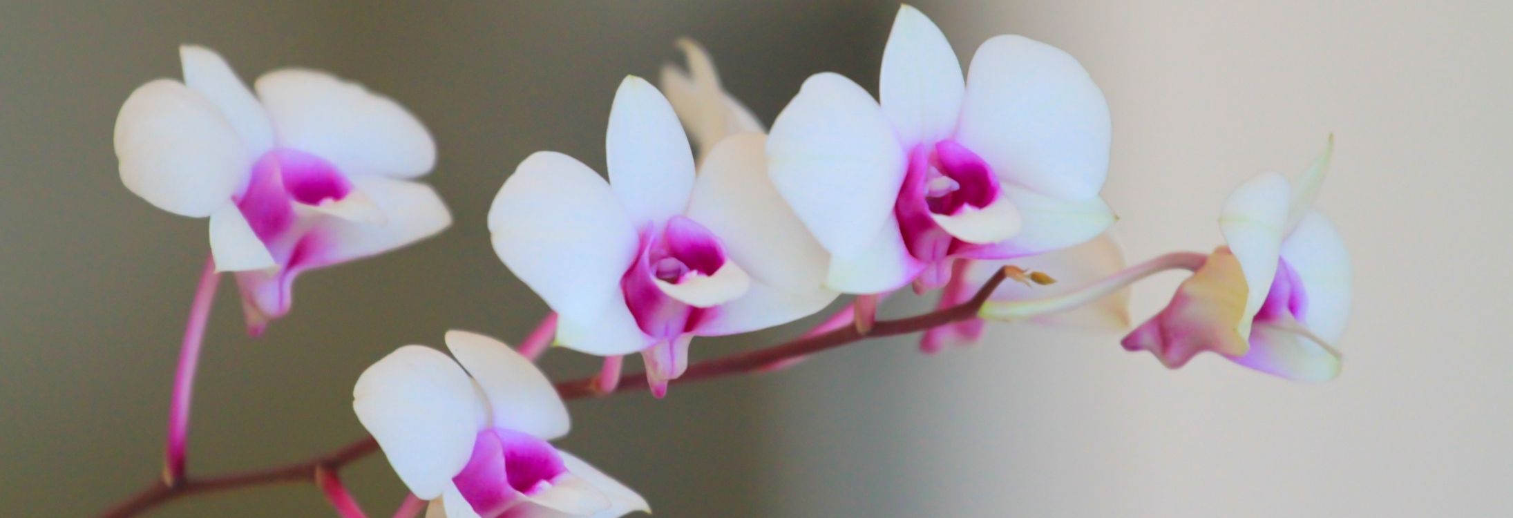 Orchids