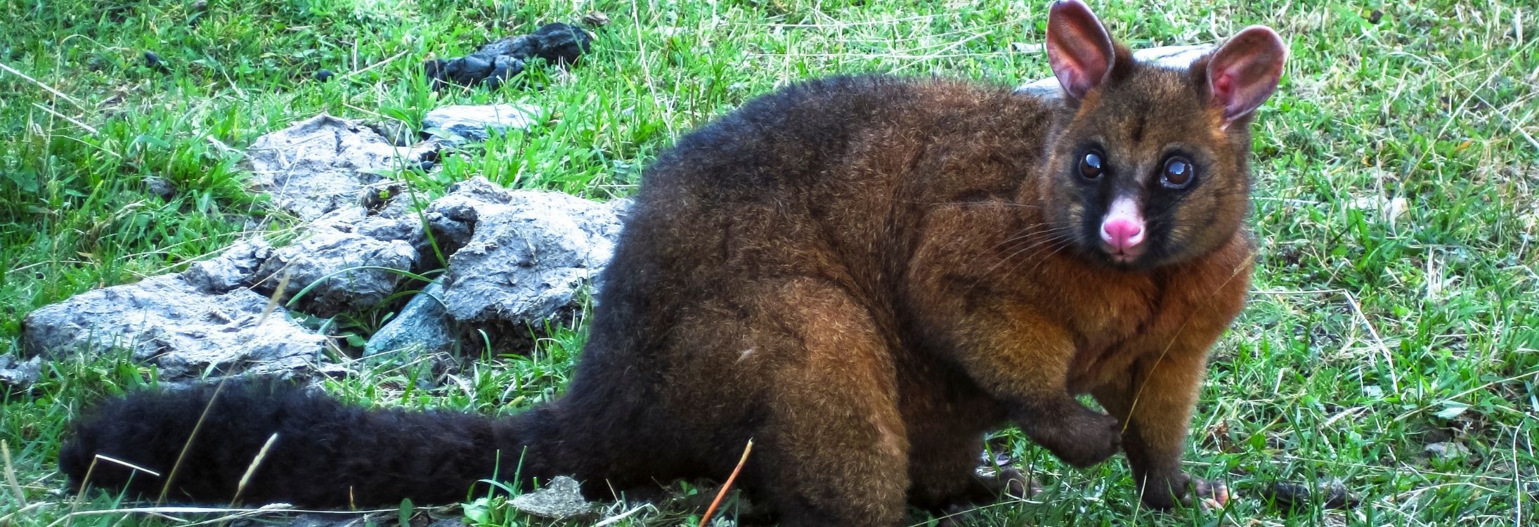 Possum Woollens, New Zealand