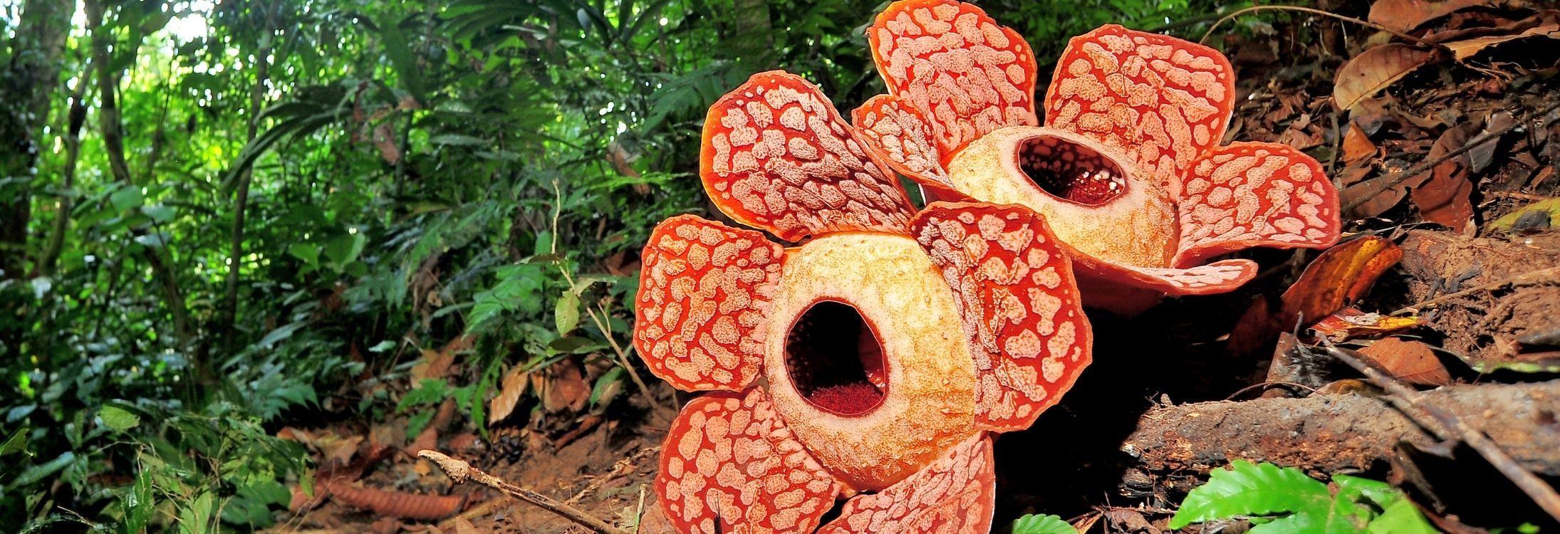 Rafflesia
