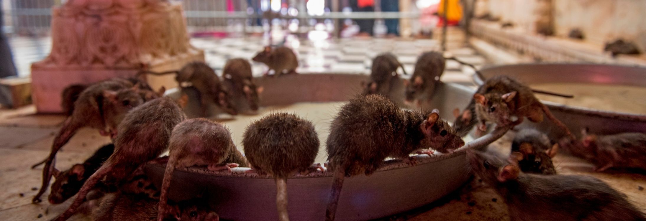 Rat Temple