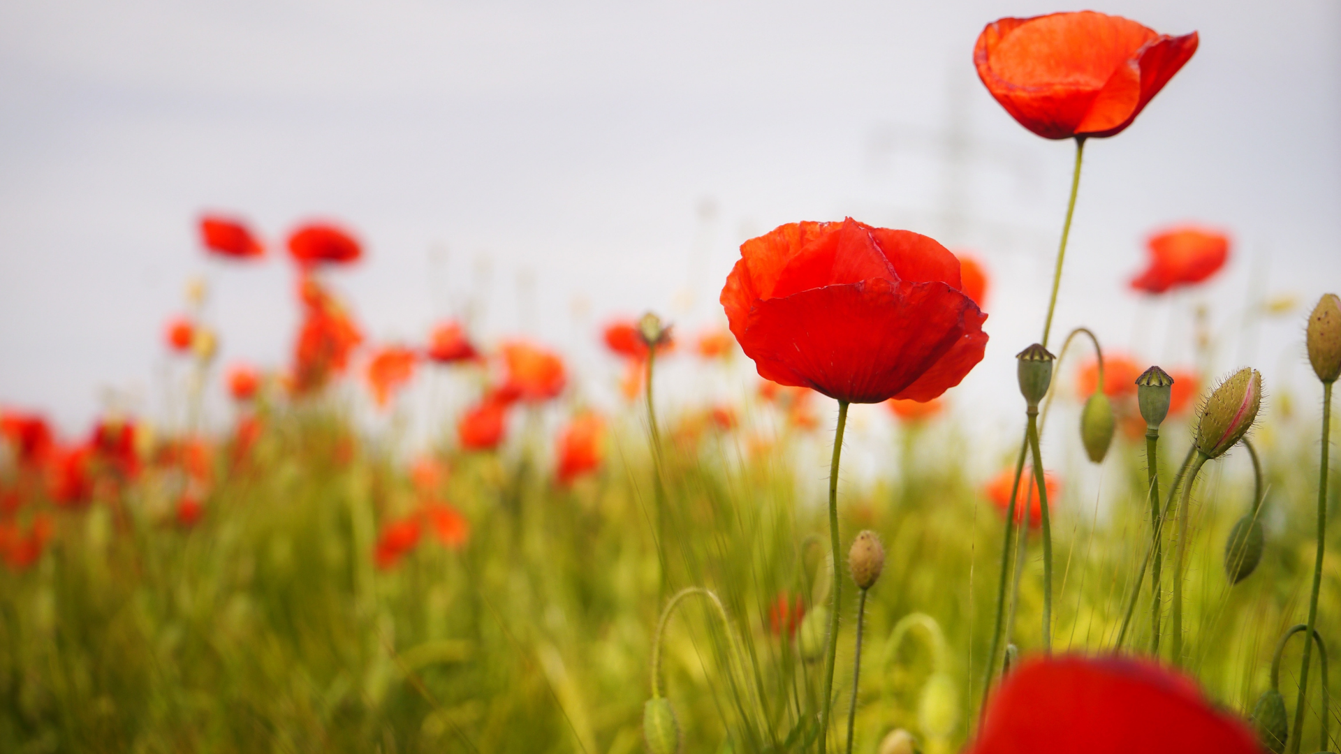 Red Poppy