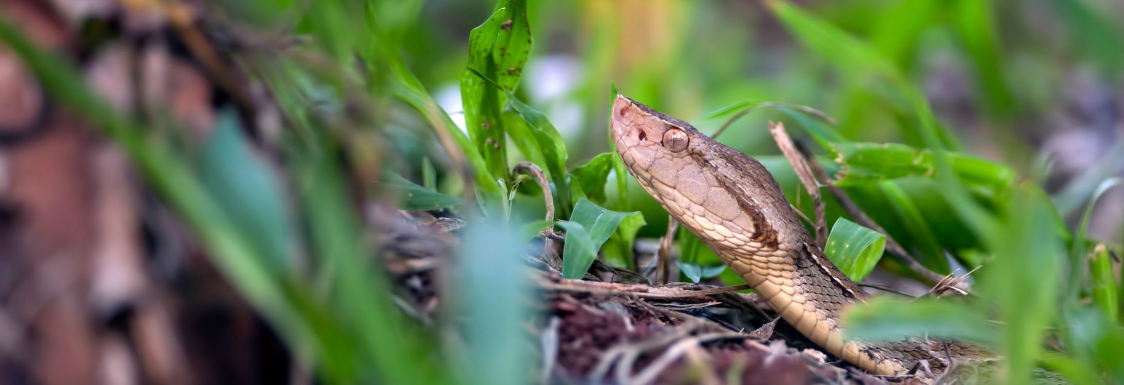 Snake Island