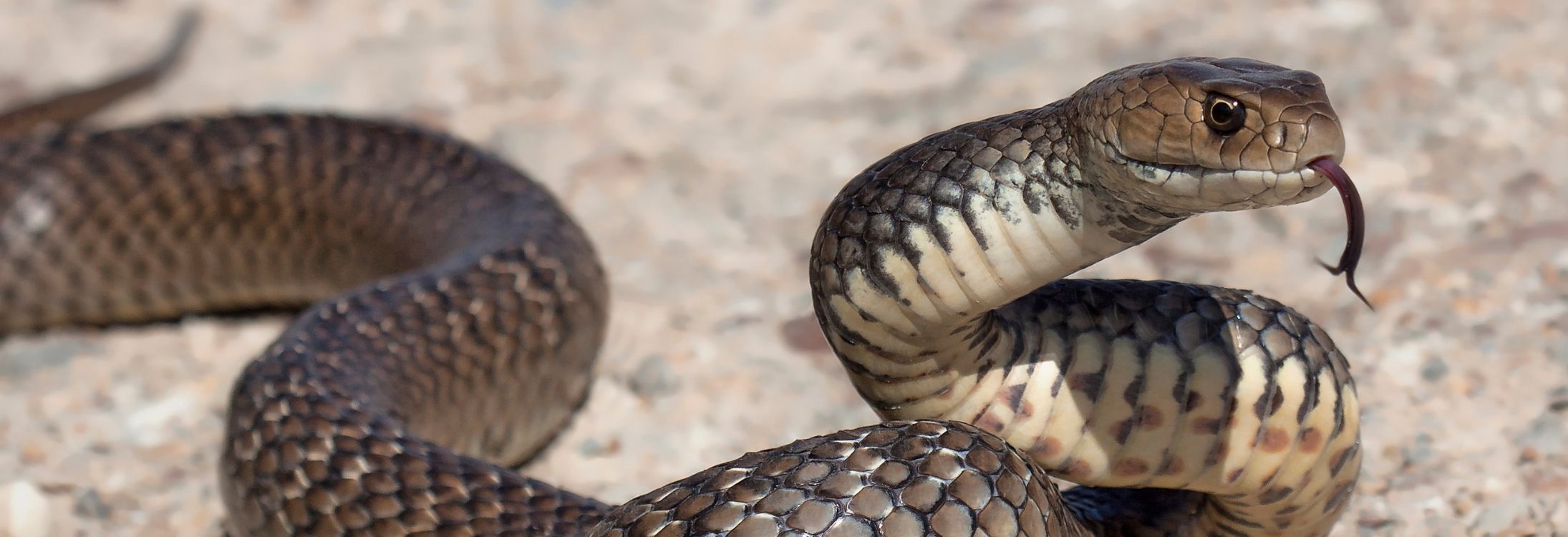Snake Village - Shetpal