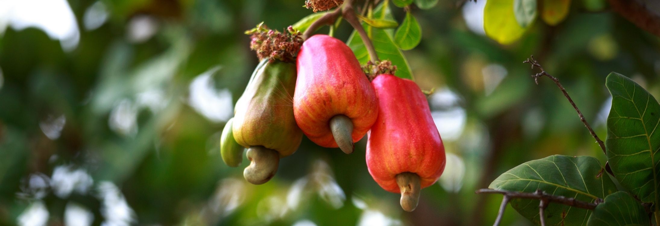 Souvenirs to pick