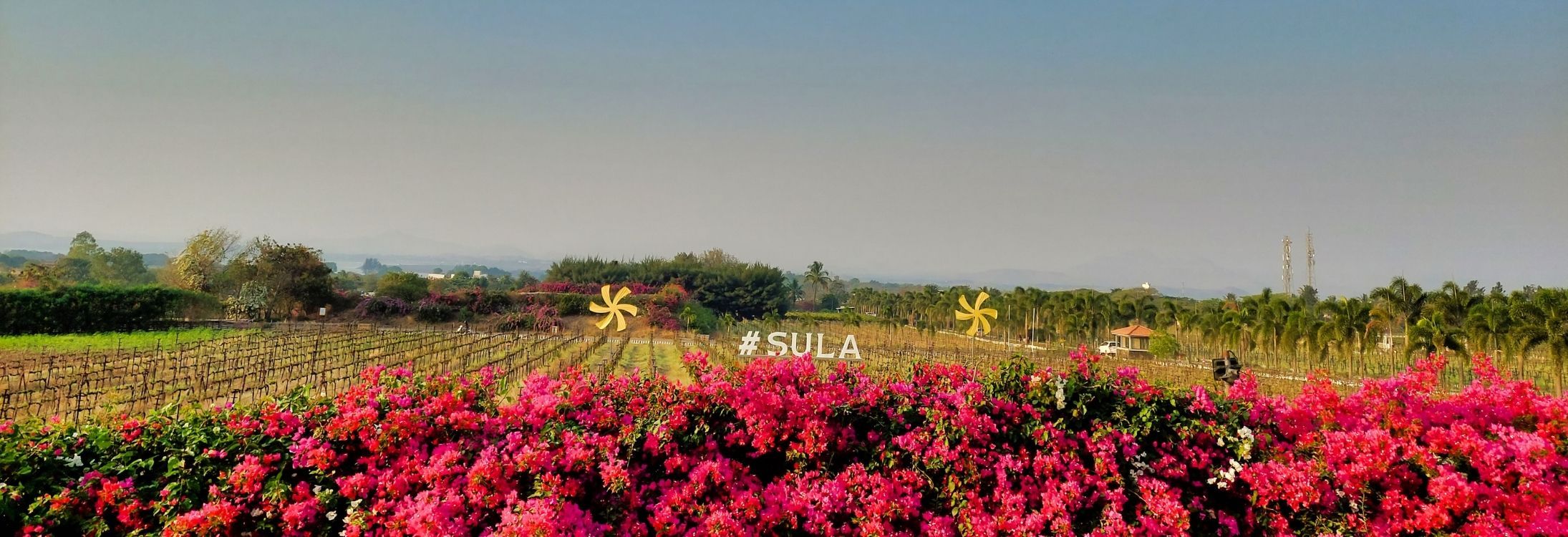 Sula Vineyards