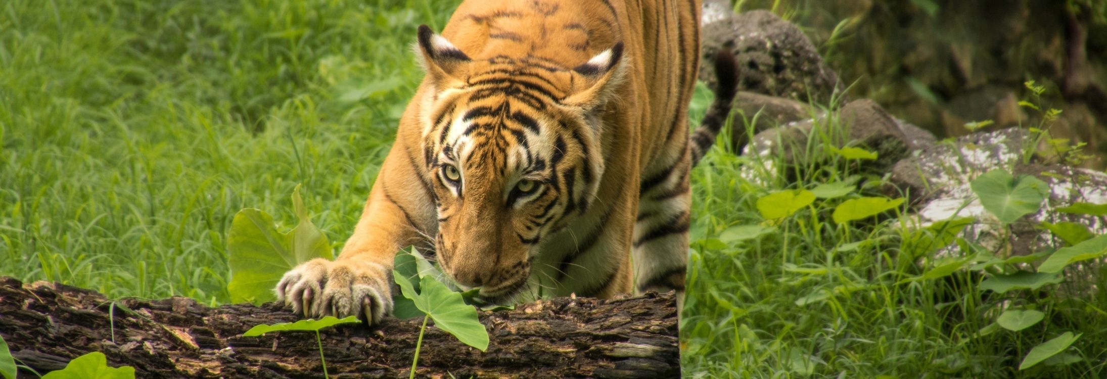 Sunderban National Park, West Bengal
