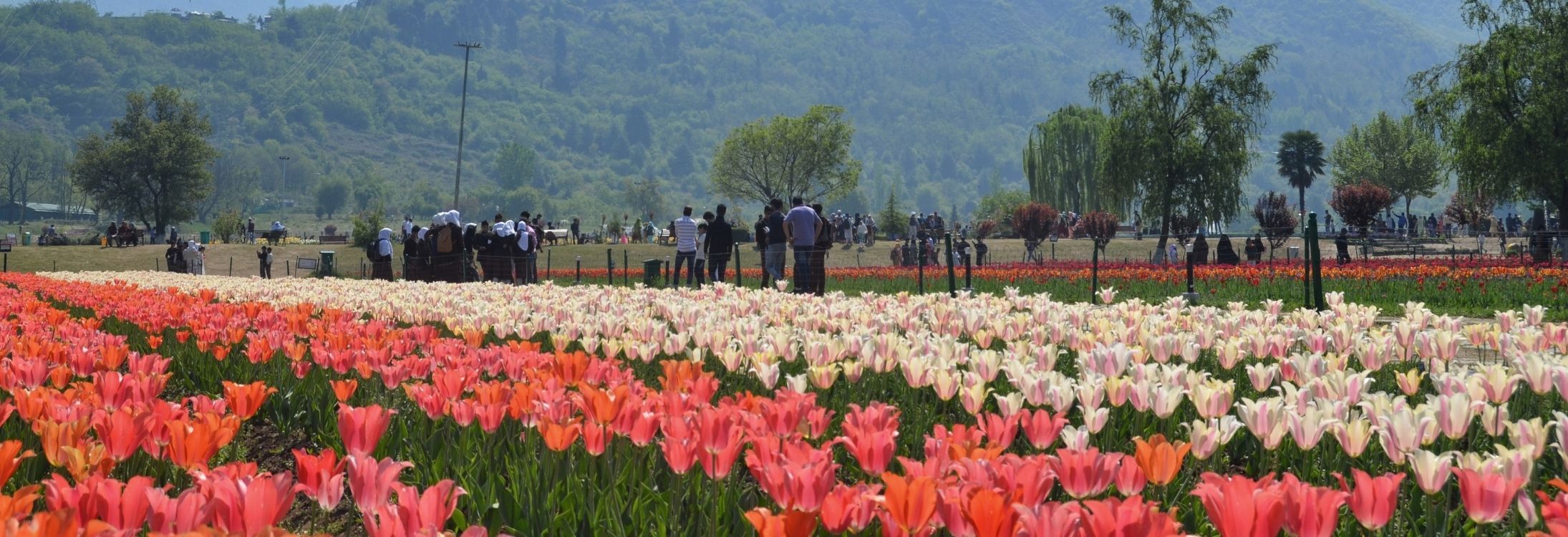 Tulip Garden, Kashmir
