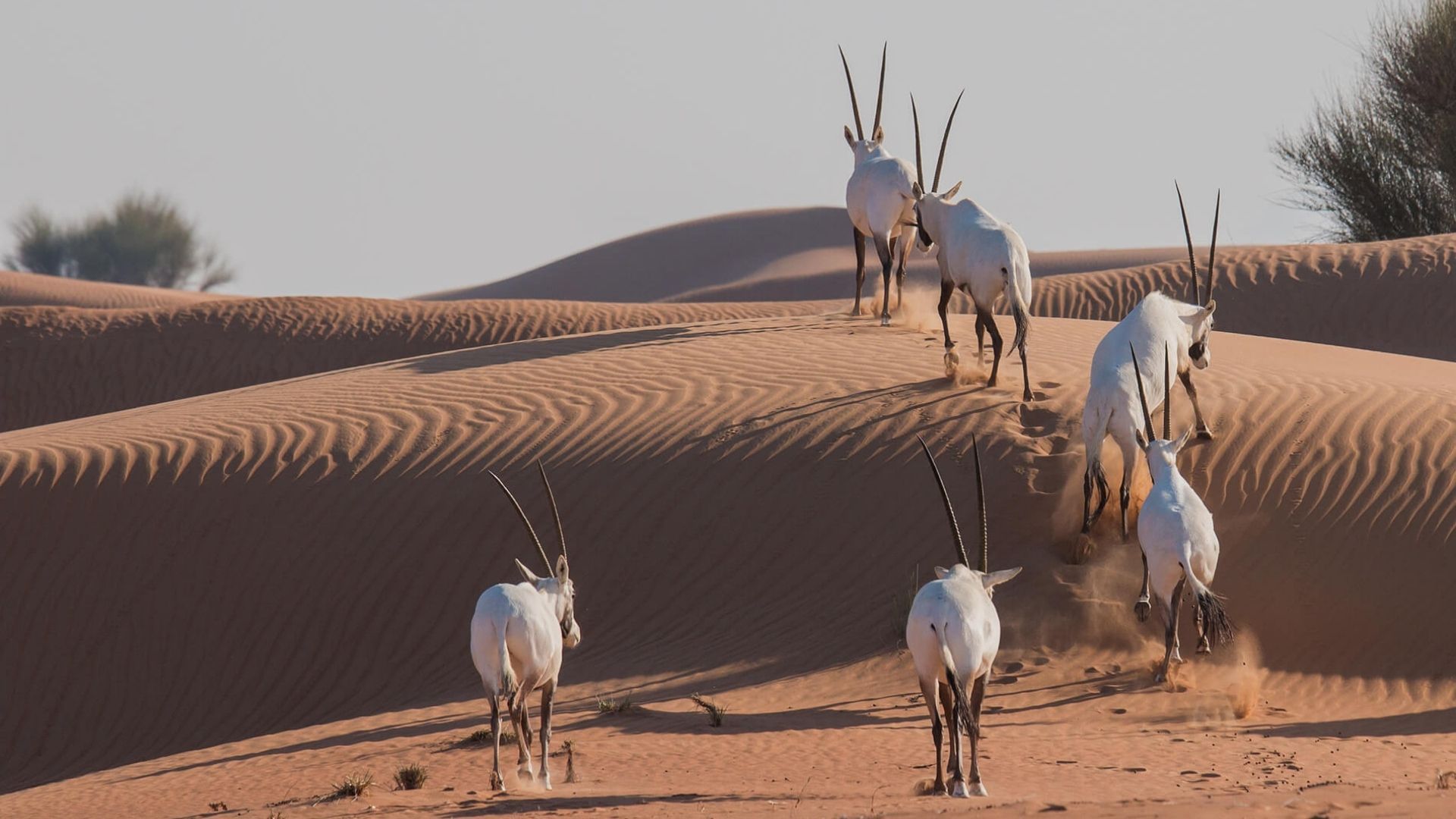 Visit the Wildlife in Sharjah