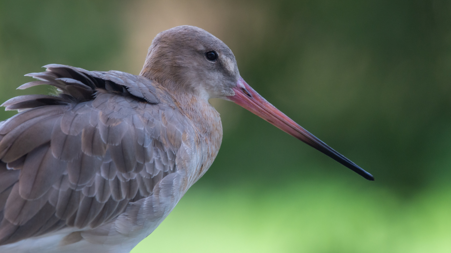 Wasit Wetlands
