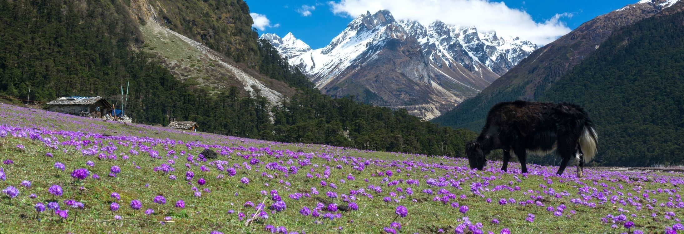Yumthang Valley, Sikkim