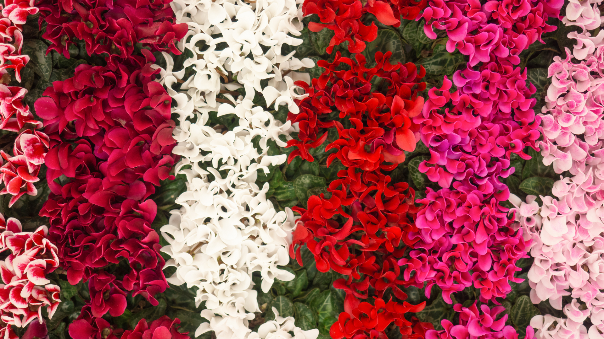 5 Most beautiful flowers in the world