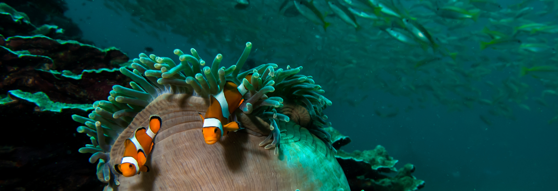 clownfish