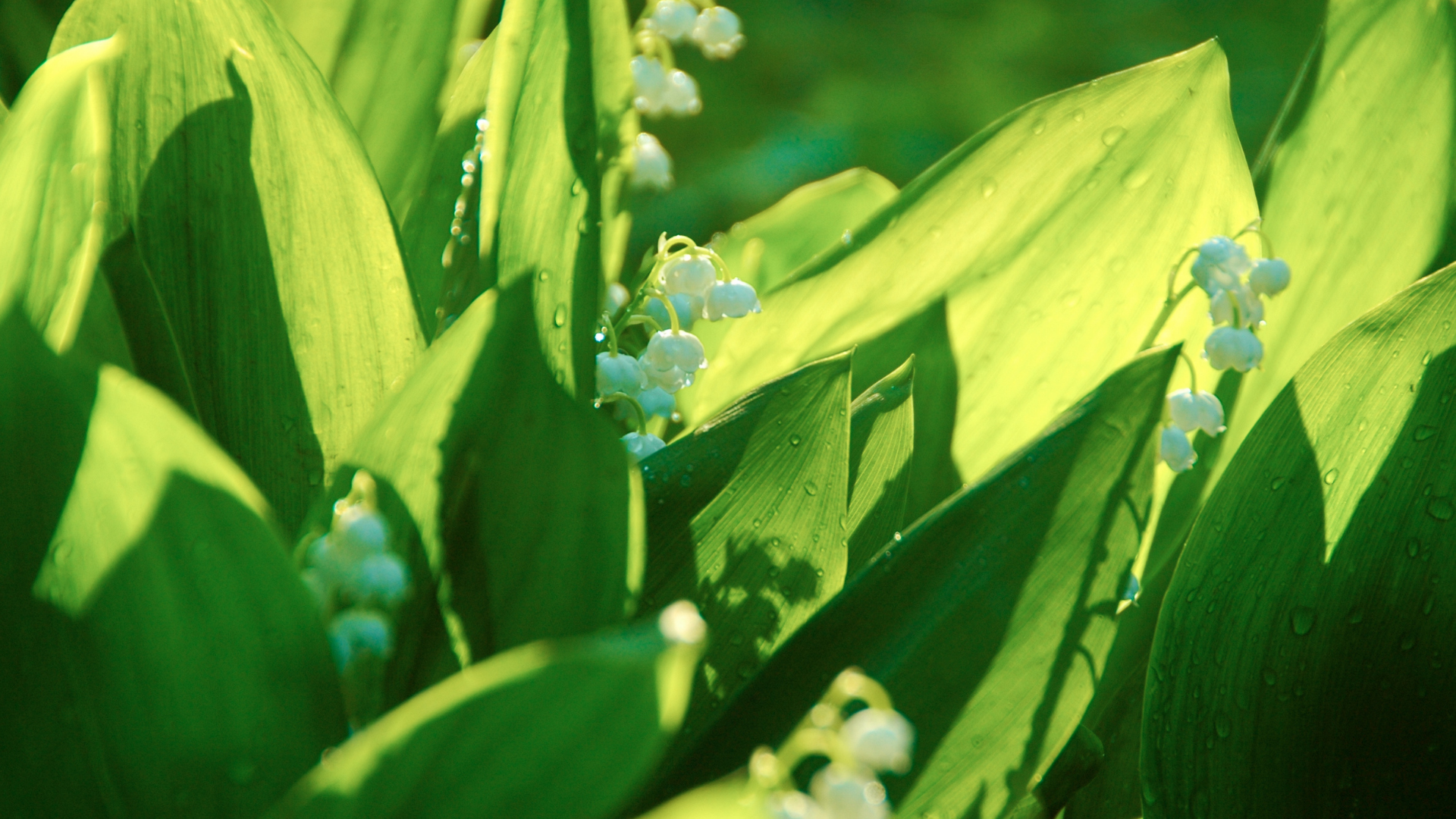 lily of the valley